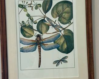 Framed Dragonfly Print $125