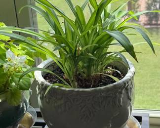 Mature Spider Plant in Ceramic Planter $40