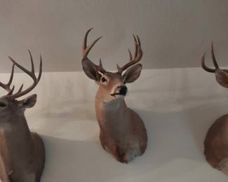 Mounted White Tail Buck
