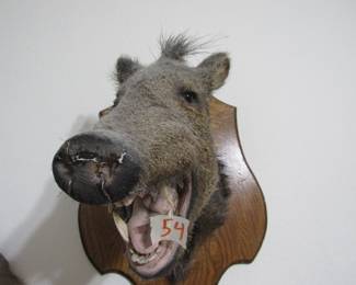 Javalina Mount