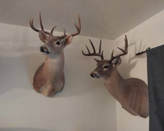 Mounted White Tail Buck