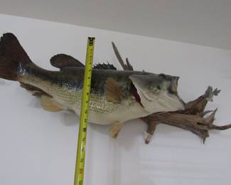 Mounted Large Mouse Bass with "Lunch"