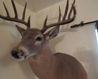 Mounted White Tail Buck