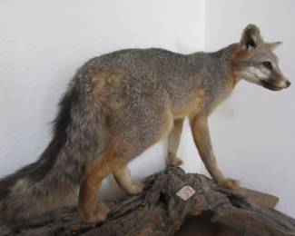 Mounted Fox on Wooden Log