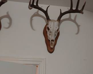 Mounted White Tail Buck Skull