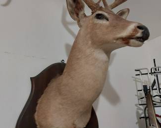 Mounted White Tail Buck