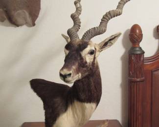 Mounted Antelope on Wooden Stand