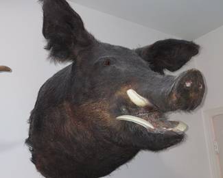 Mounted Hog - Record Setting Trophy