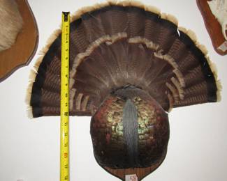 Mounted Turkey - Wall Art