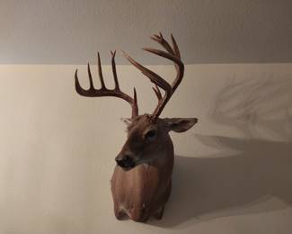 Mounted White Tail Buck