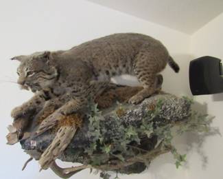 Mounted Bobcat and Quail on Rock Cliff