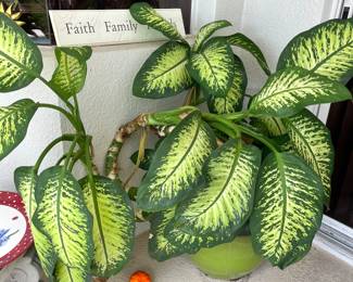 Plants