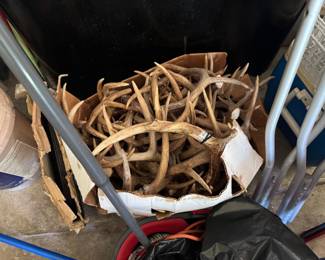 Box of Whitetail Antlers 
