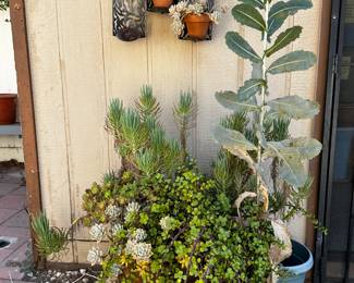 Large potted plants $15 each