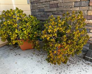 All large potted plants $15
All small plants $10