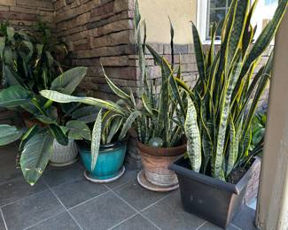 All large plants $15