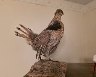 Ruffed Grouse Taxidermy Bird Mount.