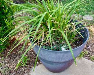 Sedgegrass and Various Plants.
