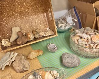 Decorative Shell Collection, Rocks, Crystals, and Coastal Decor