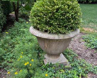 One of four (planted in pairs) cement planters with live boxwood plants