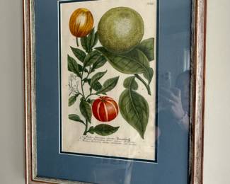 Hand colored botanicals