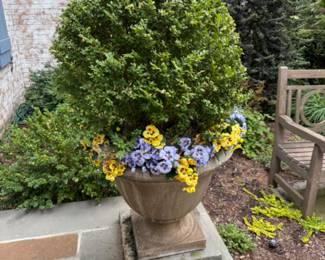 One of four (planted in pairs) cement planters with live boxwood plants