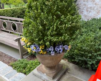 One of four (planted in pairs) cement planters with live boxwood plants