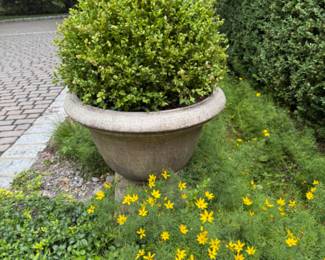 One of four (planted in pairs) cement planters with live boxwood plants