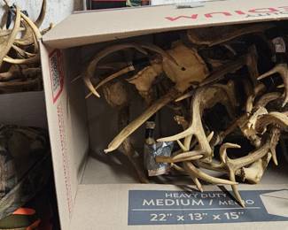 Large collection of deer antlers