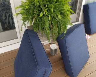 Fern