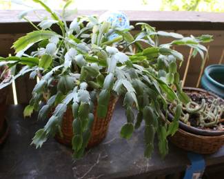 Christmas Cactus, Rat Tail Cactus