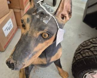 Doberman Pinscher