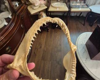 Shark Jaw, Taxidermist mounted