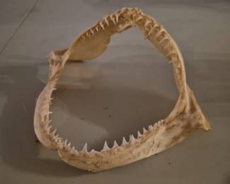 Authentic Shark Jaw and teeth.
