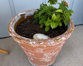 plant