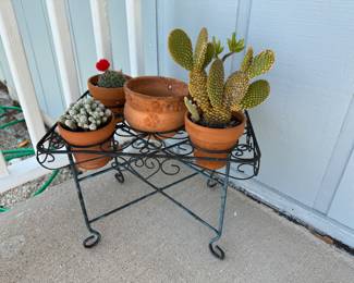 plants