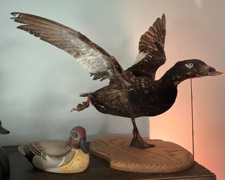 Vintage Ducks Unlimited wood-carved green-winged teal decoy; taxidermy duck.