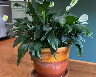 Live Peace Lily Plant With Clay Pot