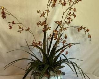 Oncidium Maculatum Orchid