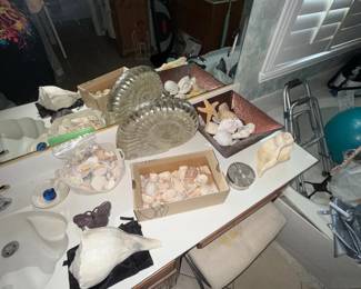 Sea Shell Collection
