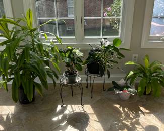 Plants