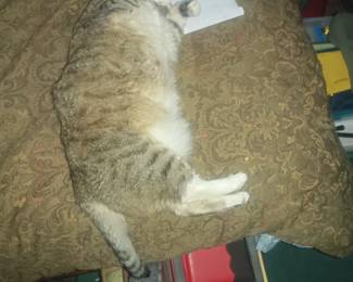Obviously, not a starving cat.