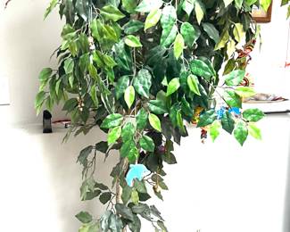 145. Faux Fig Tree