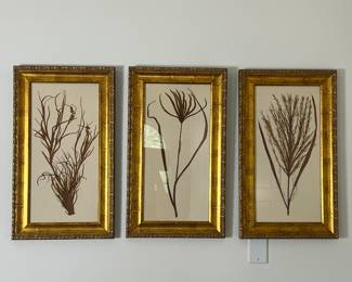 Uttermost Gold Botanicals