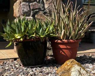 Green Glazed Planter Other