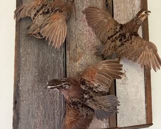  Taxidermy Bobwhite Quails mount