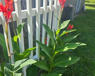 Beautiful tall red flowering canna lily plants growing next to a white picket fence with vibrant green leaves.