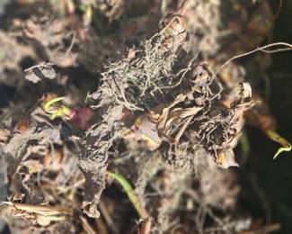 Clump of dried plant roots and tubers (possibly canna rhizomes) freshly dug, tangled together with soil and dead stems.