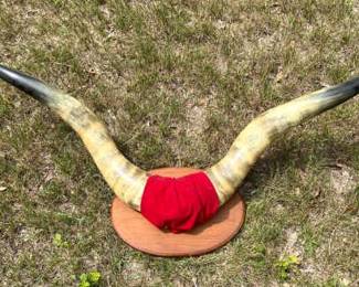 50” Mounted Horns — Ready to Hang