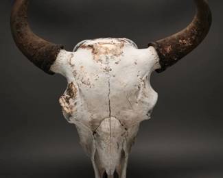 Bison Head with 26-Inch Horn Span